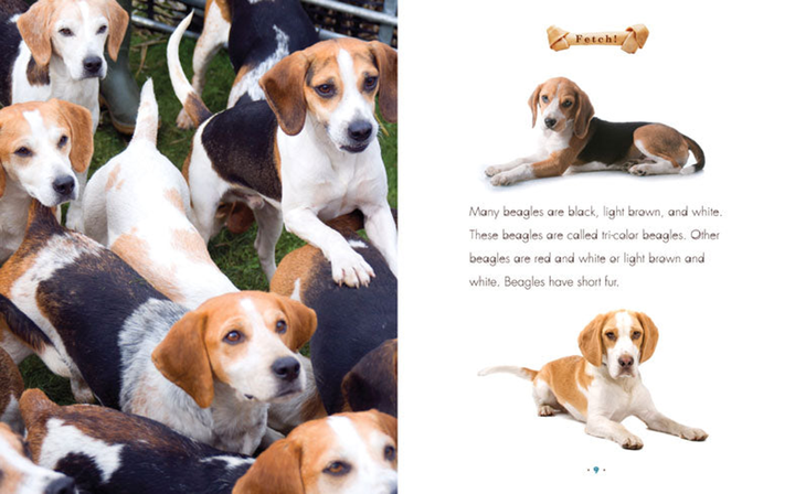 Fetch! Series Hardcover Fetch!: Beagles - 3