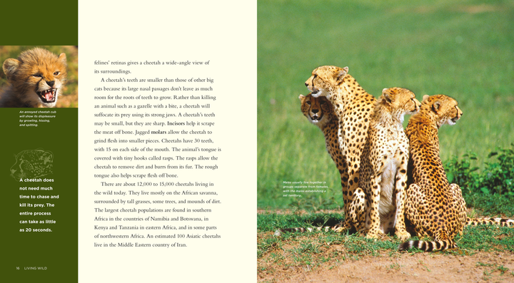 Living Wild Series Hardcover Living Wild: Cheetahs - 2