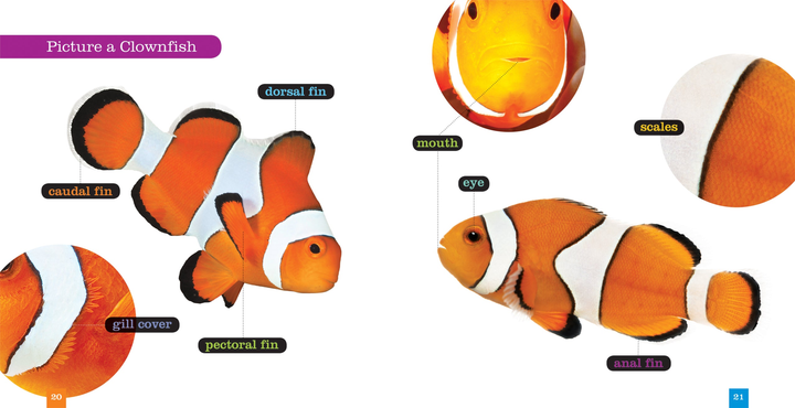 Seedlings Series Hardcover Seedlings: Clownfish - 2