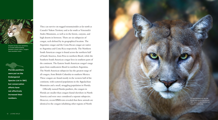 Living Wild Series Hardcover Living Wild: Cougars - 2