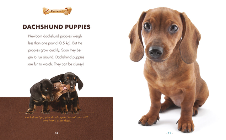 Fetch! Series Hardcover Fetch!: Dachshunds - 2