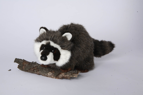 Ringwold Raccoon