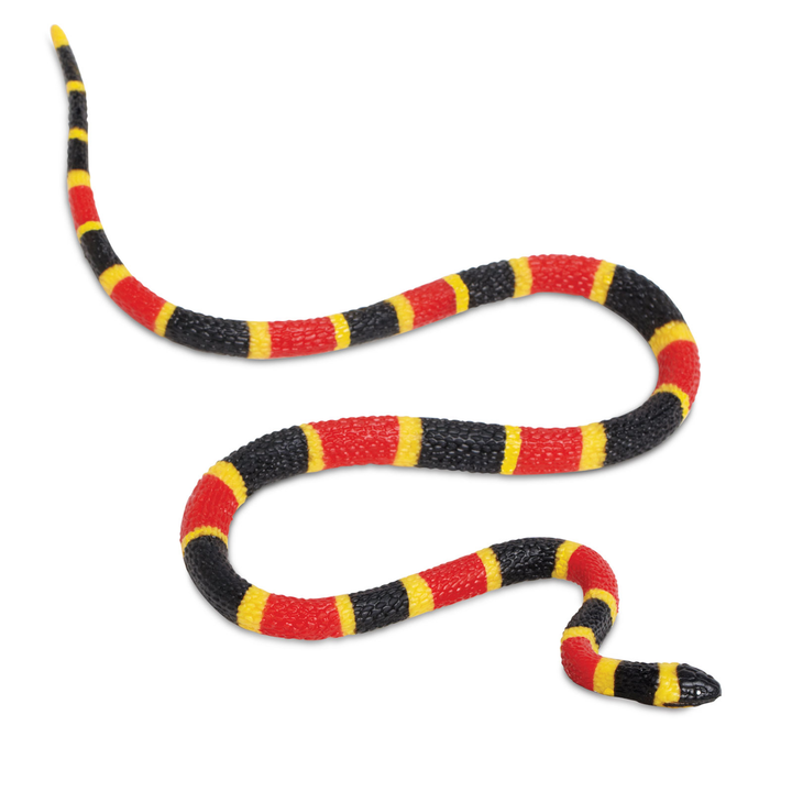 Coral Snake Baby