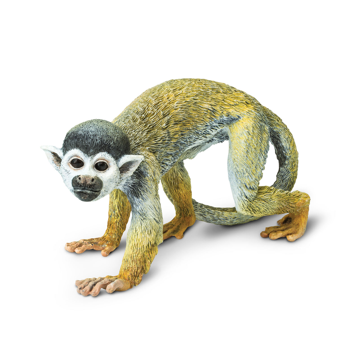 Squirrel Monkey