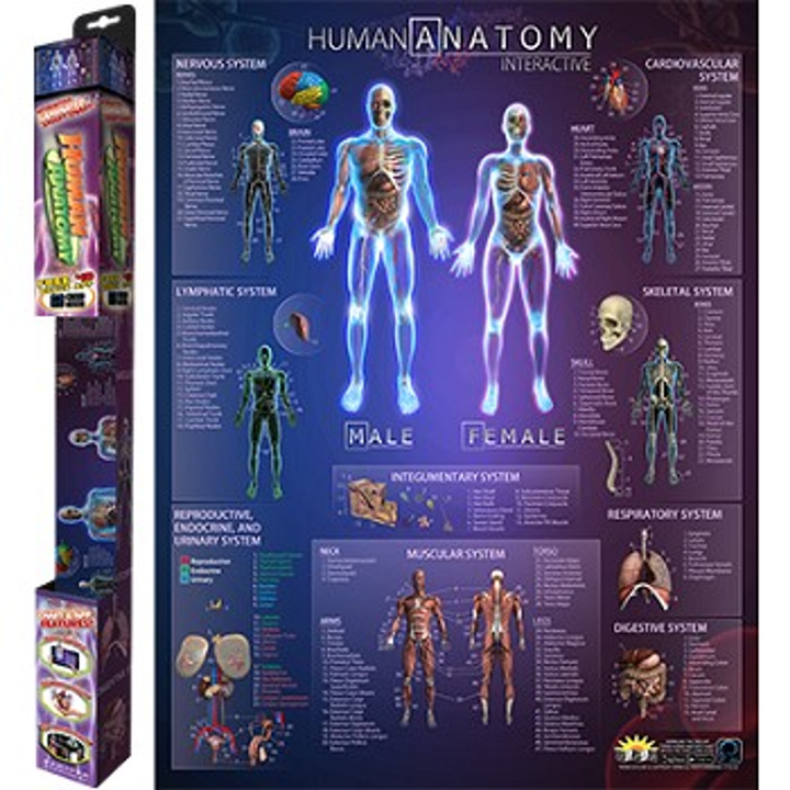 Human Anatomy Smart Chart - 5